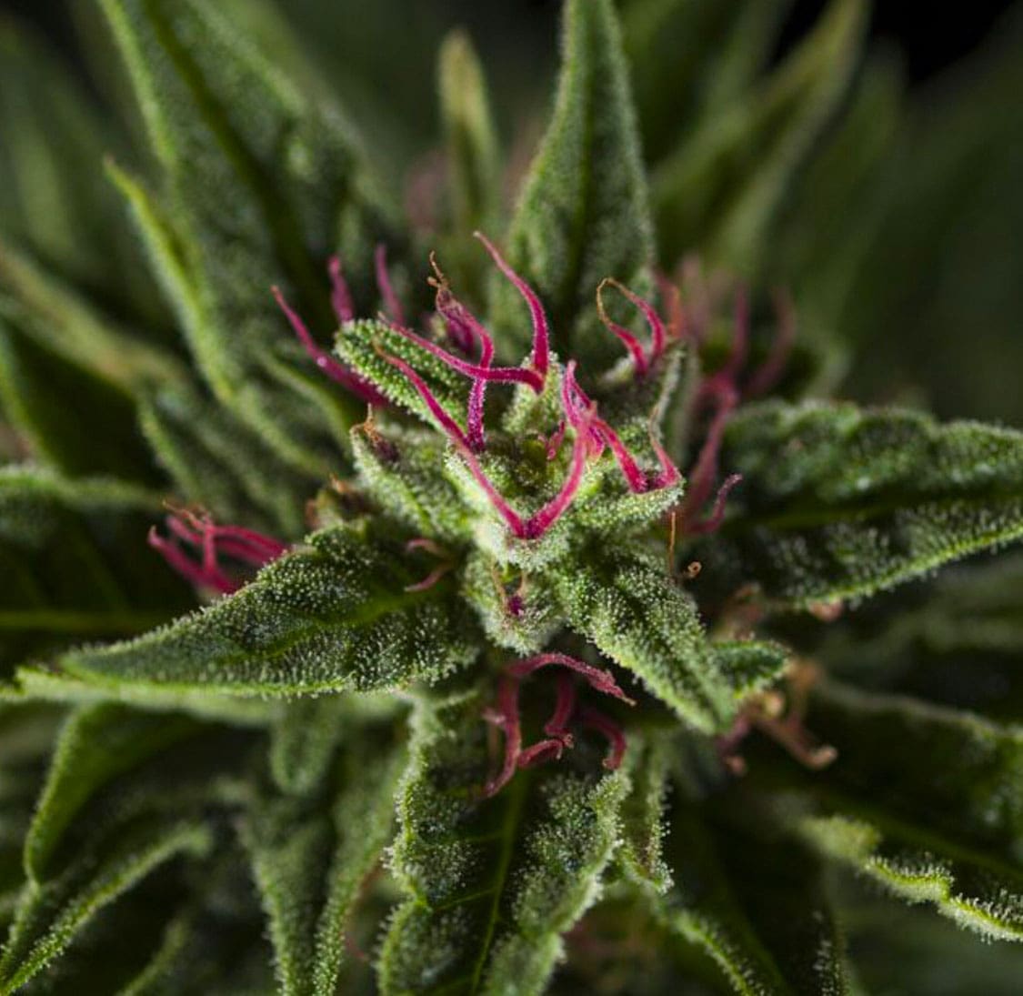 A close-up of a cannabis plant featuring vibrant green leaves and striking pinkish pistils, covered in a fine layer of trichomes.