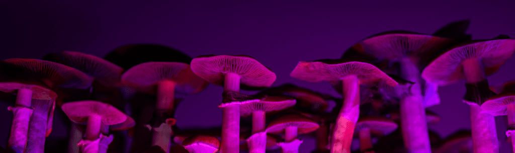 psychoactive experience